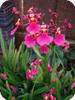 Oncidium Kutoo 'CT Little Cherry'